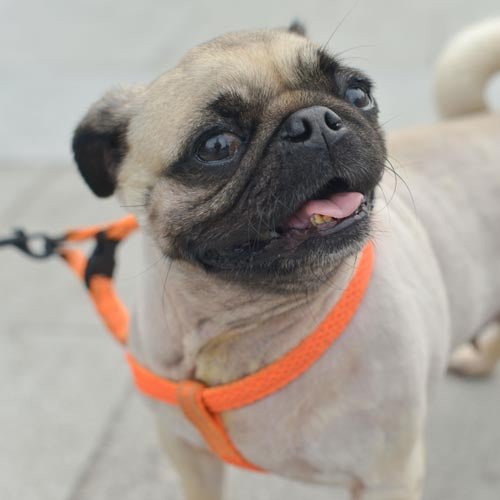 Give Your Dog The Ulti-Mutt Fashion Statement