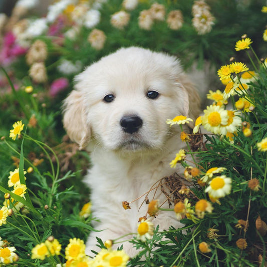 When Should I Treat My Dog for Fleas and Worms?