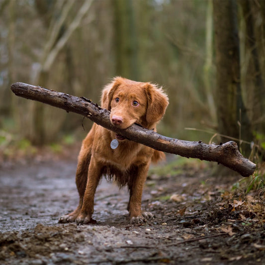Keeping Your Dog Healthy and Happy with Winter Dog Food
