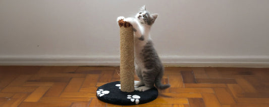 Cat scratch towers: How to maximize your space and protect your furniture