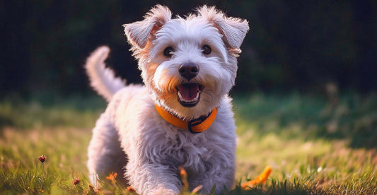 The Best Dog Products Of 2021