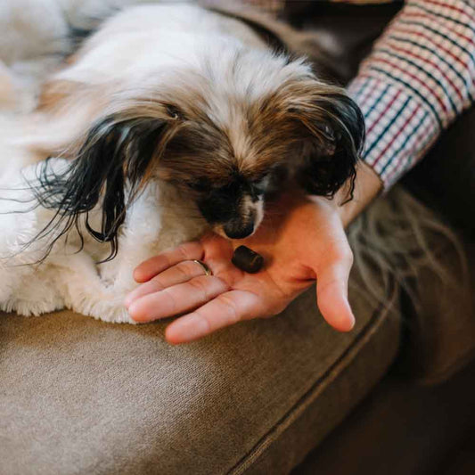 Understanding Heartworm in Dogs: What Geelong Pet Owners Need to Know