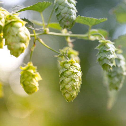 Geelong Home Brew How to Pick The Perfect Hops