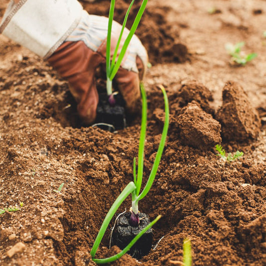 How To Create A Planting Calendar