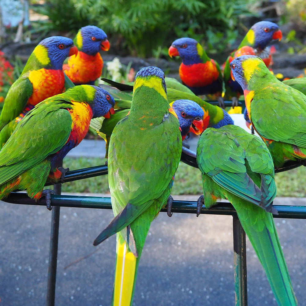 How to Attract Colorful Birds: Easy Tips for a Vibrant Backyard