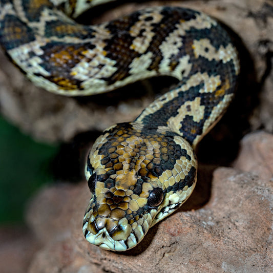 The Ultimate Reptile Adoption and Care Guide