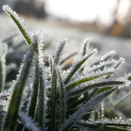 Winter lawn care with Wallington's WRG tips on products care and alternatives.