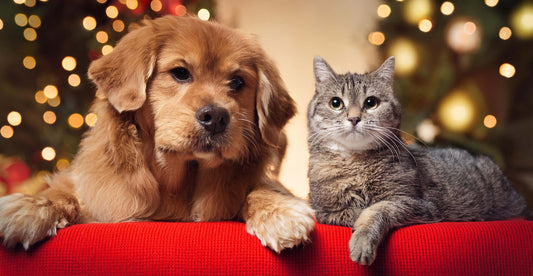 15 Ways To Keep Your Pets Safe This Holiday Season