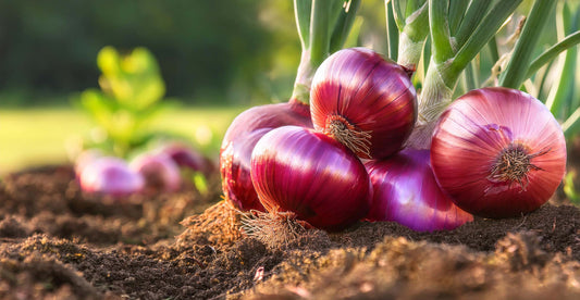 What should I plant in May?