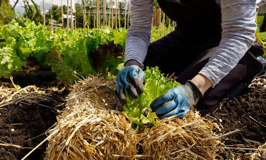 Straw Bale Gardening