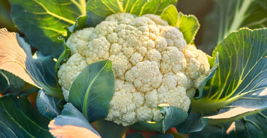 What should I plant in April?