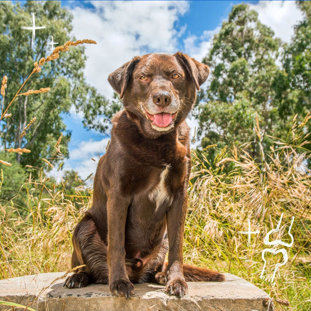 COBBER Adult 7+ Dog Food