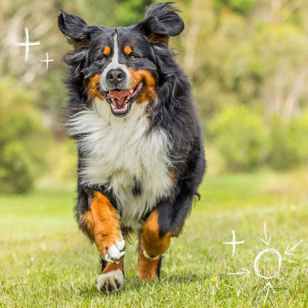 COBBER Large Breed Adult