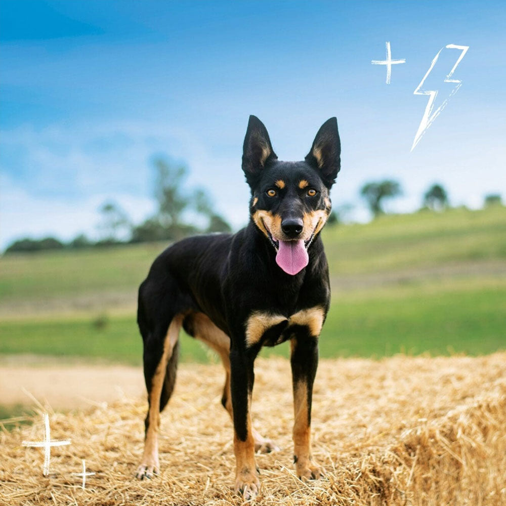 COBBER Working Dog