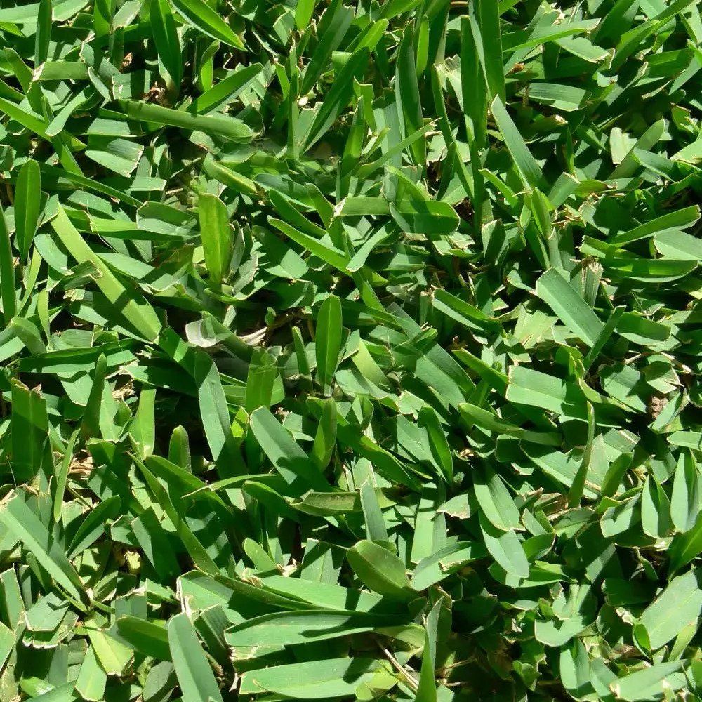 LAWN PRO Buffalo Blend Grass Seed