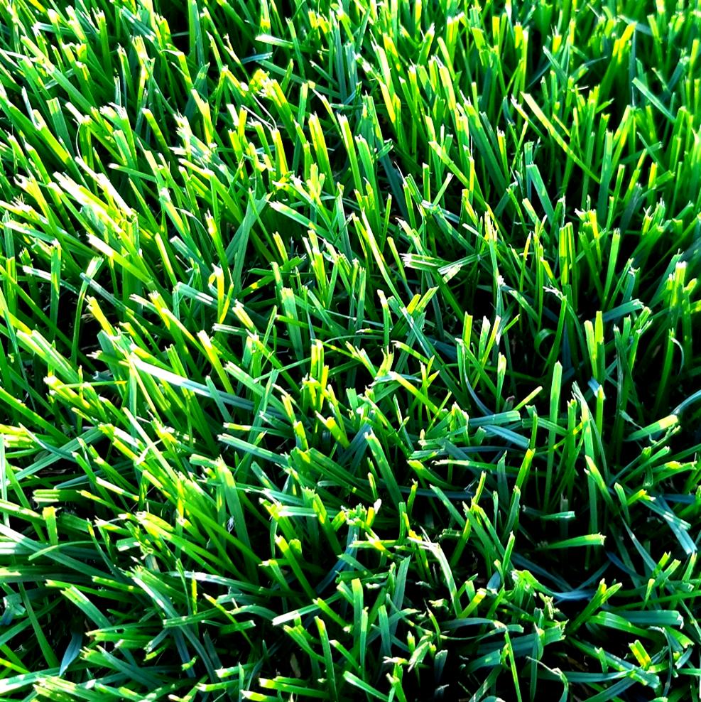 LAWN PRO Special Blend Grass Seed