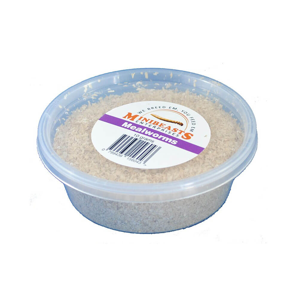 MINIBEASTS Mealworms