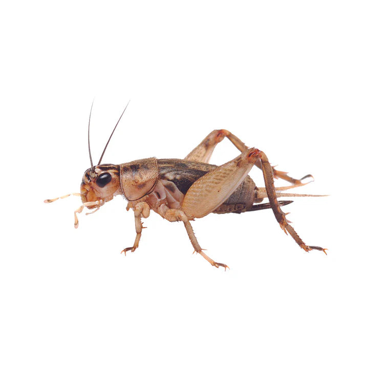 MINIBEASTS Tub of Crickets