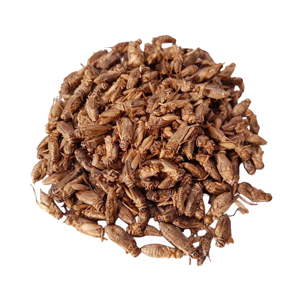 MINIBEASTS Tub of Crickets