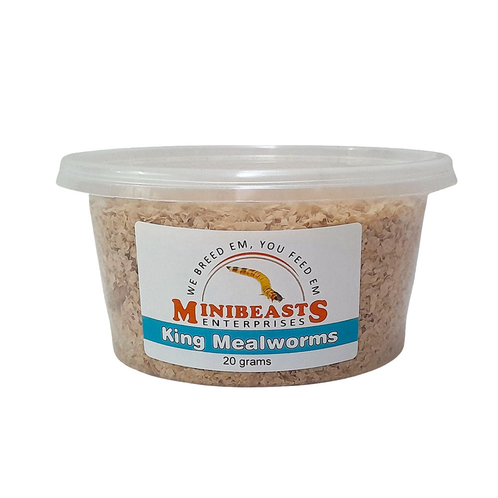 MINIBEASTS King Mealworms
