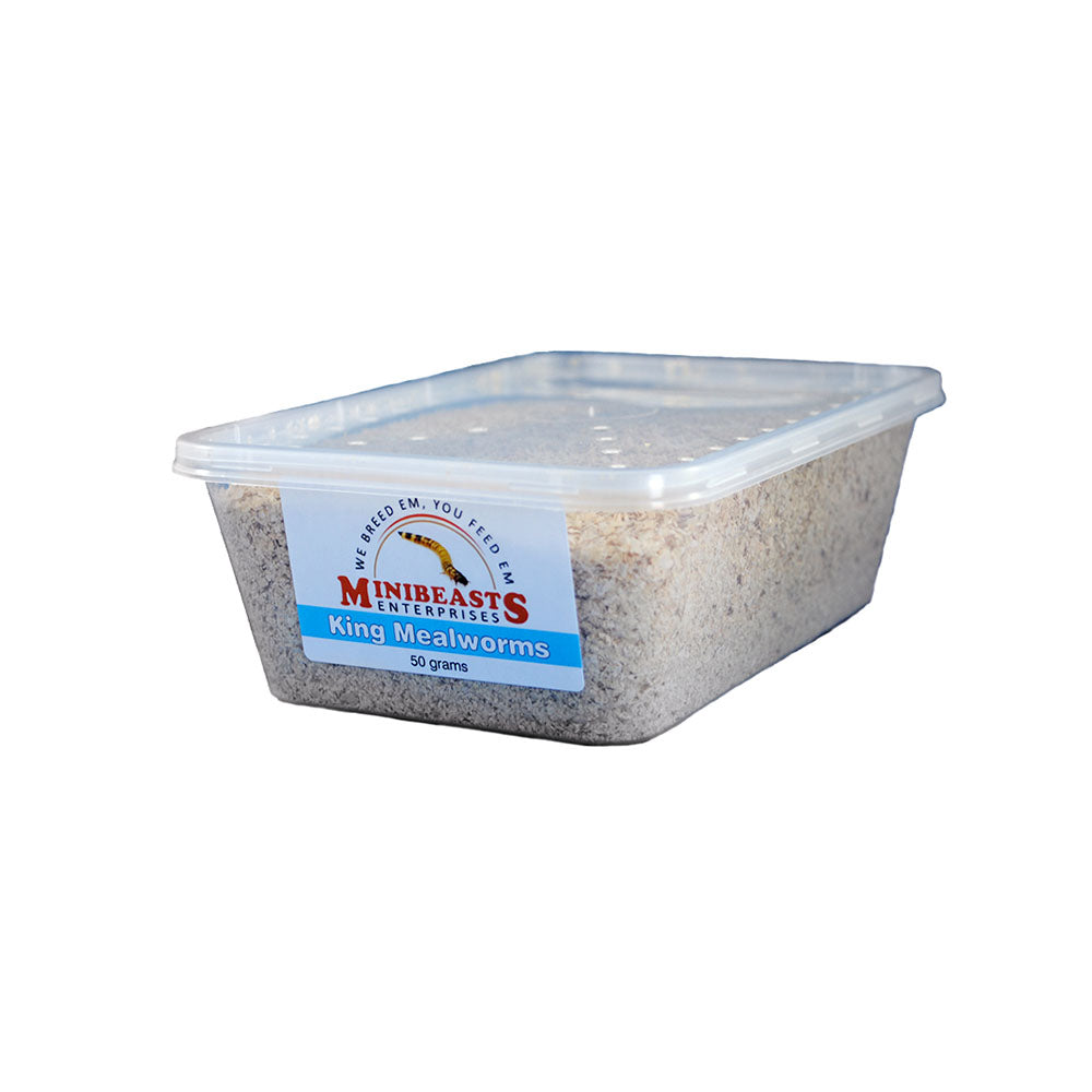 MINIBEASTS King Mealworms