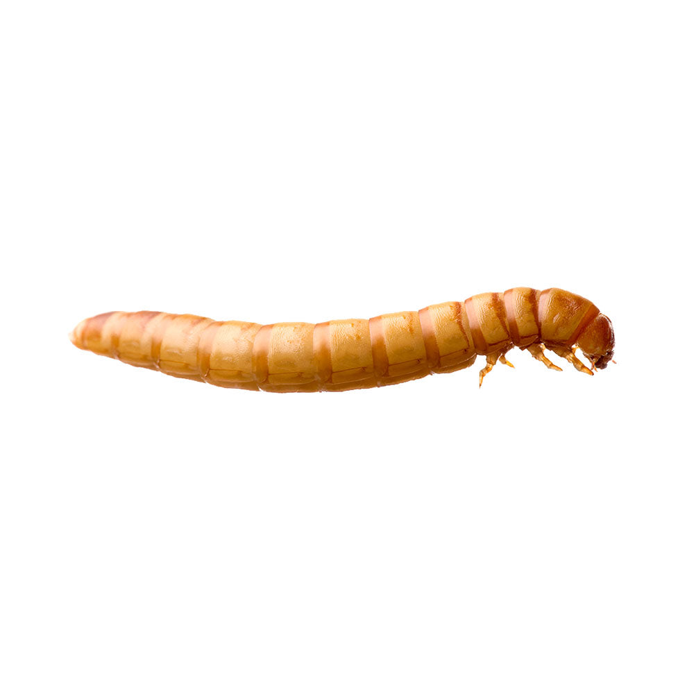 MINIBEASTS Mealworms