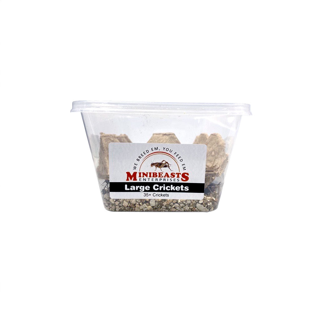 MINIBEASTS Tub of Crickets