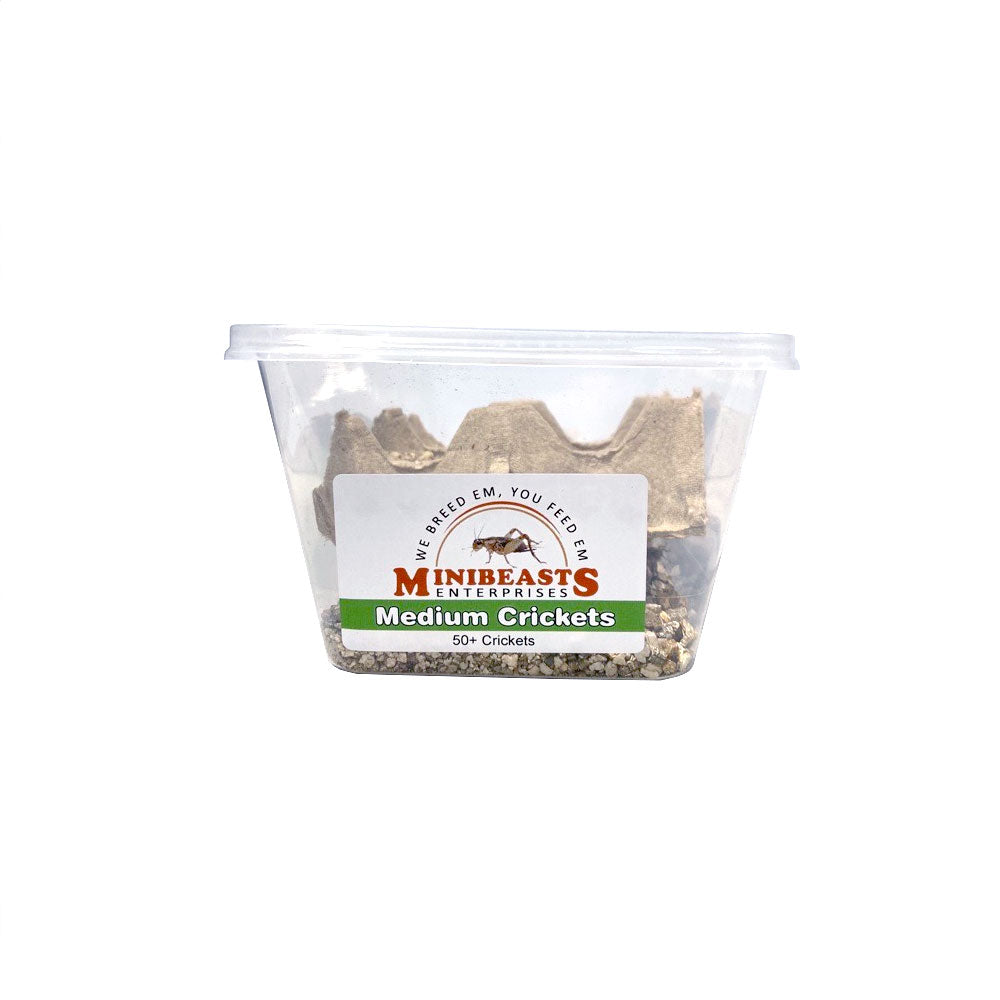 MINIBEASTS Tub of Crickets