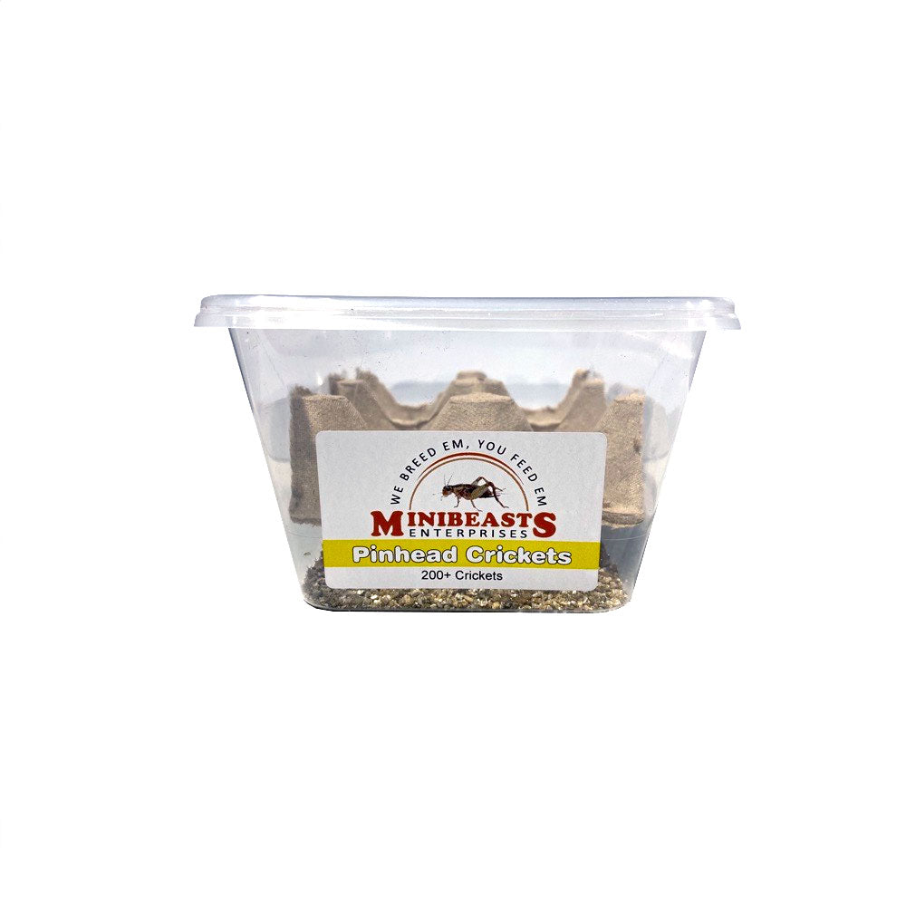MINIBEASTS Tub of Crickets