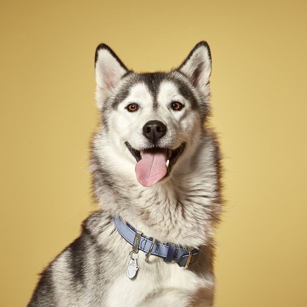 MY FAMILY Friends Siberian Husky ID Tag