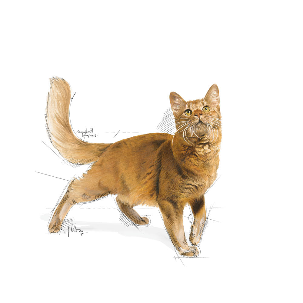 ROYAL CANIN Fit Dry Food For Cats