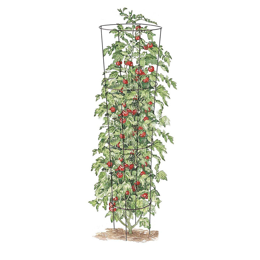 TAKASHO Tomato Trainer 133cm