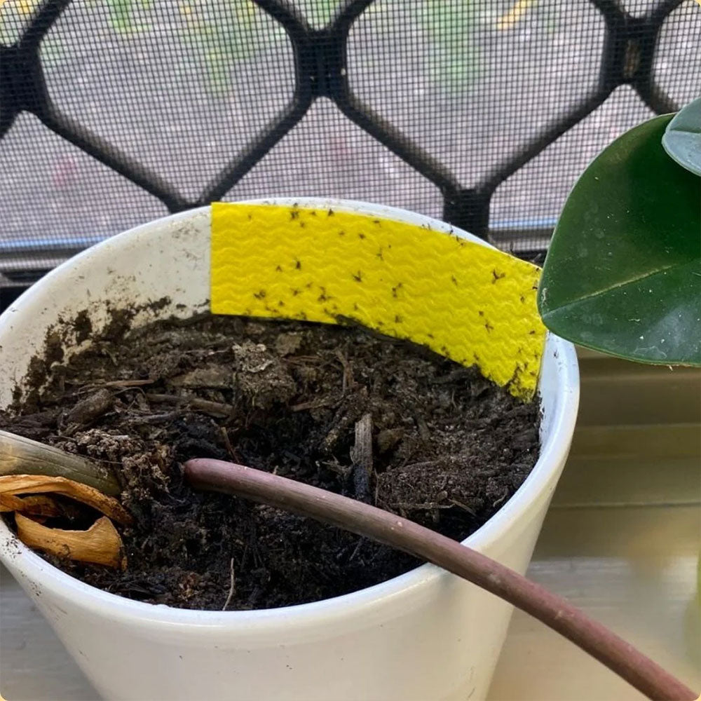 WE THE WILD Fungus Gnat Compostable Sticky Traps