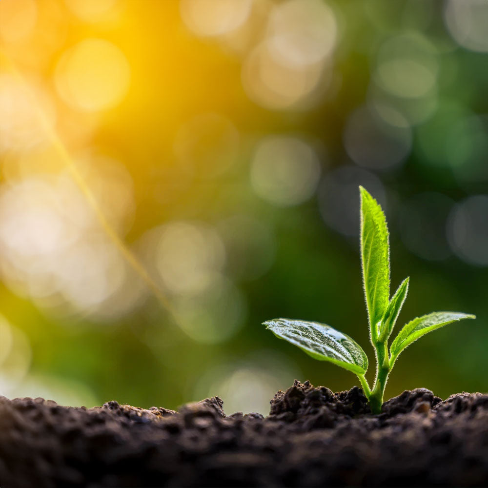YATES Agri Boost Organic Fertiliser