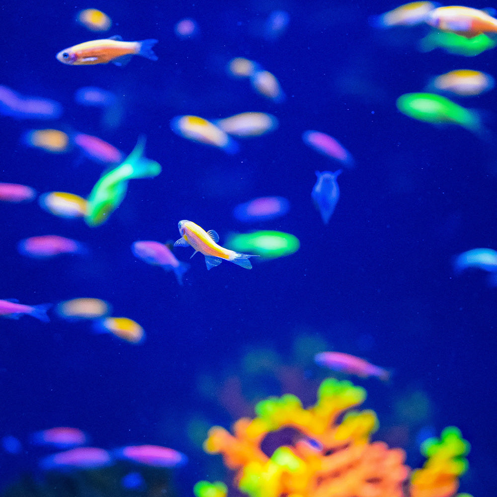 Expert's Guide to Choosing Pet Fish