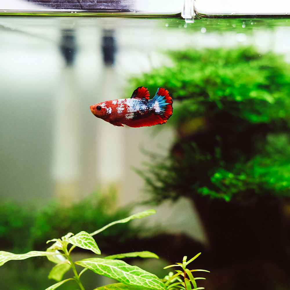 Betta Fish Care: The Ultimate Guide to Tank Size and Setup