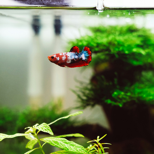 Betta Fish Care: The Ultimate Guide to Tank Size and Setup