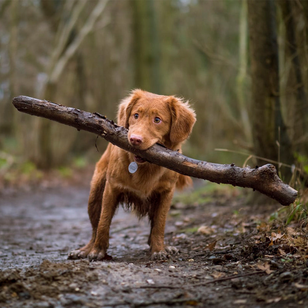 Keeping Your Dog Healthy and Happy with Winter Dog Food