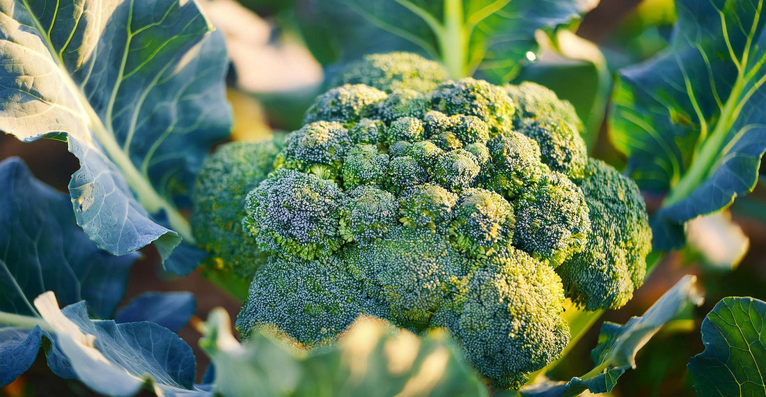 What should I plant in March?