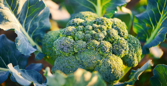 What should I plant in March?
