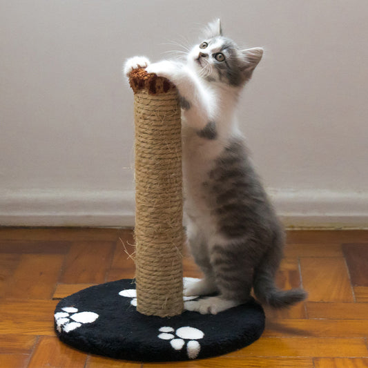The Ultimate Guide to the Best Food for Kitten Development