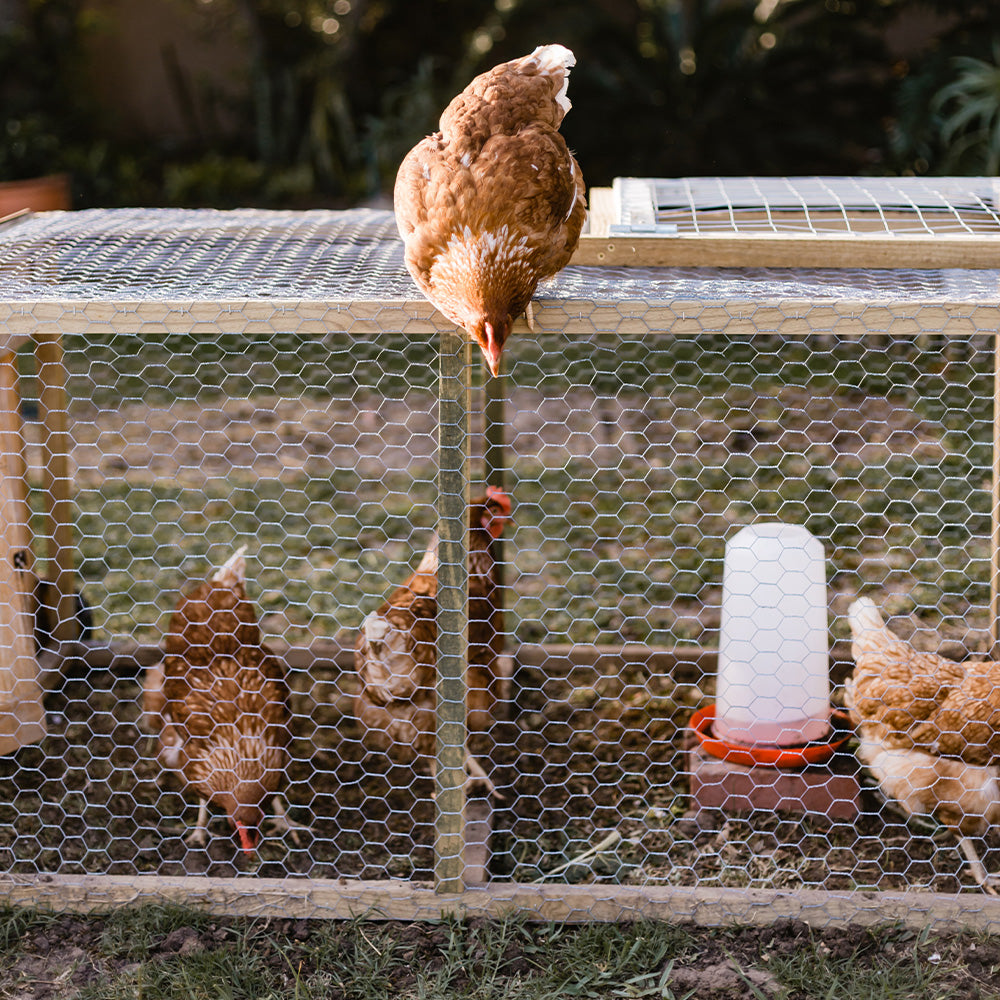 Things to Consider When Getting A Chicken Coop