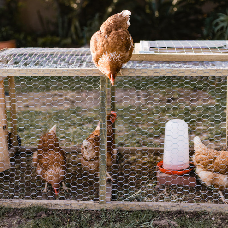 Using Eggshells as Organic Pest Control