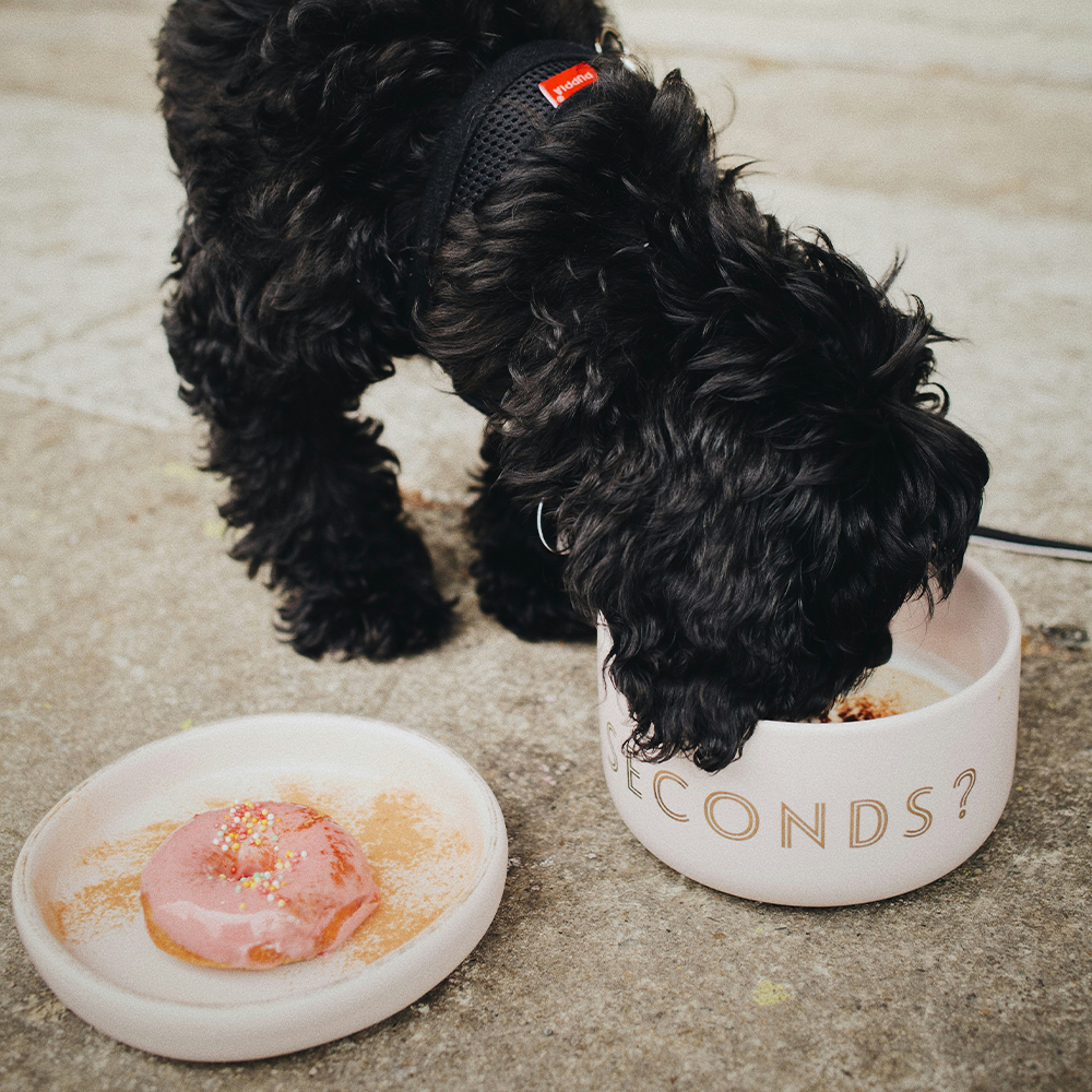 The Importance of Your Pet's Food Bowl: Why Material Matters