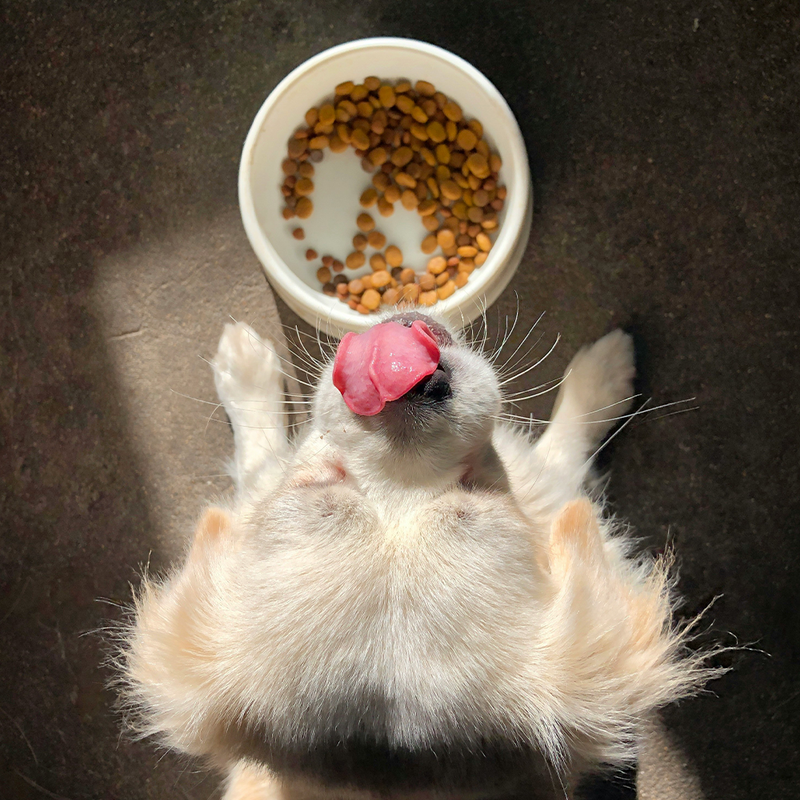 Do You Really Need Premium Dog Food? Discover the Benefits