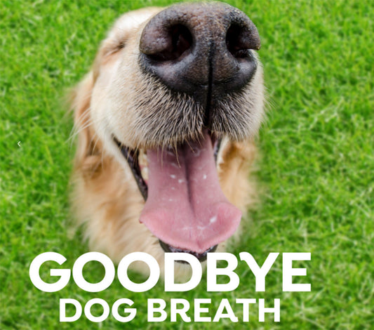 5 Simple Steps to Cure Bad Dog Breath