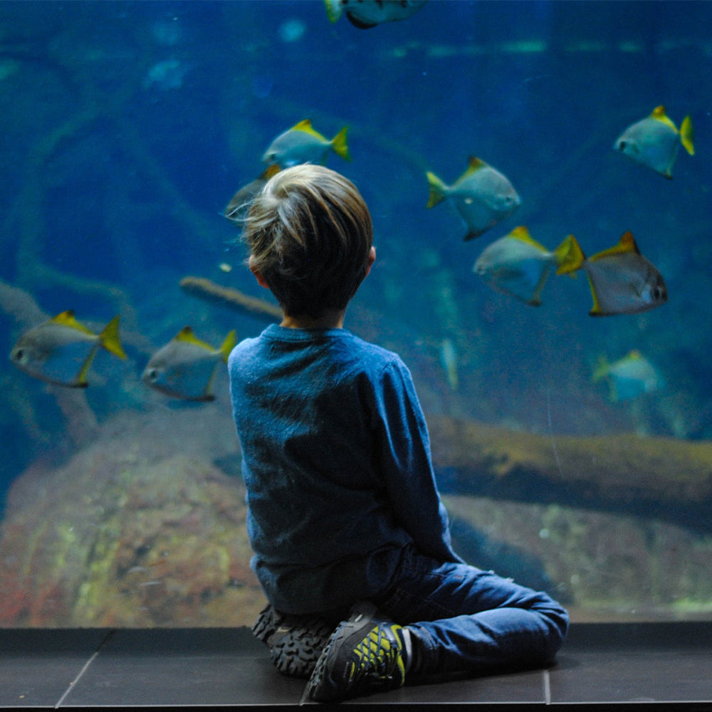 How to Set up a Fish Aquarium