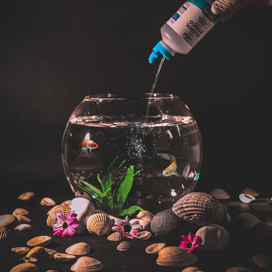 Aquarium Maintenance & Fish Care -The Golden Rules