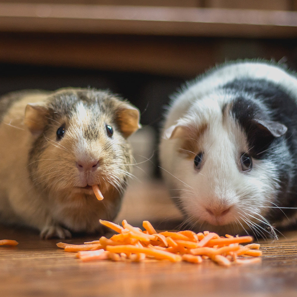 The Ultimate Guinea Pig Adoption and Care Guide