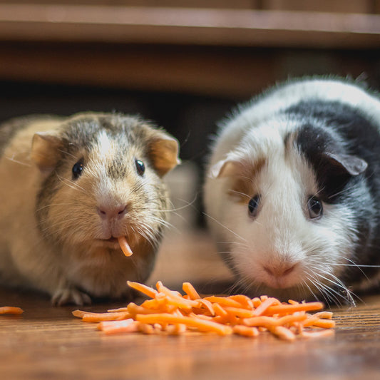 The Ultimate Guinea Pig Adoption and Care Guide